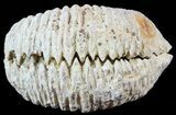 Cretaceous Fossil Oyster (Rastellum) - Madagascar #49884-1